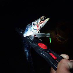 沖堤防で太刀魚！