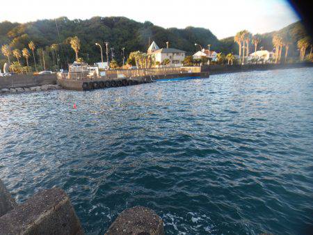 シマアジ少ない