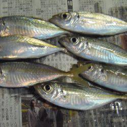 クロホシフエダイ２５センチ