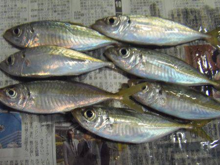 クロホシフエダイ２５センチ