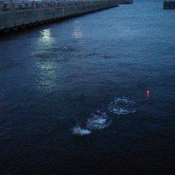 短時間のませ釣行