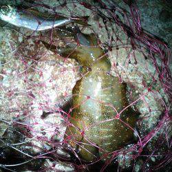 ウキ釣りでアオリイカゲット!