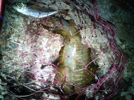 ウキ釣りでアオリイカゲット！