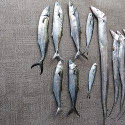 ポーアイ沖堤タチウオとサゴシとミニシイラ