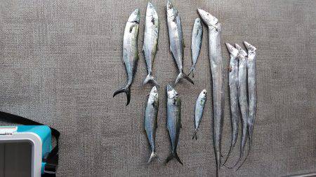 ポーアイ沖堤タチウオとサゴシとミニシイラ