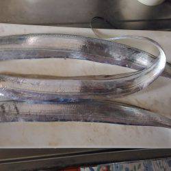 松茂でタチウオ