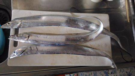 松茂でタチウオ