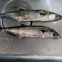 台風後のショアジギング