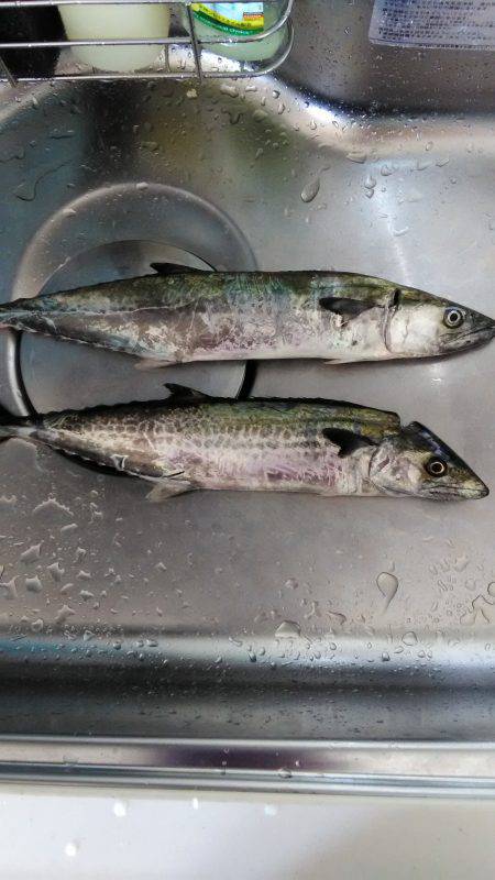 台風後のショアジギング