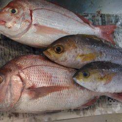 牟岐沖で船釣り