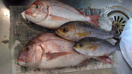 牟岐沖で船釣り