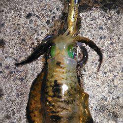 夜中から朝マズメまでエギング