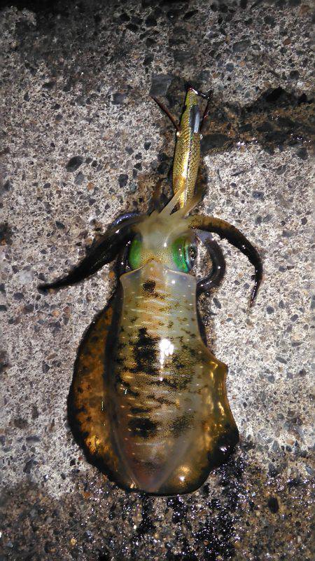 夜中から朝マズメまでエギング