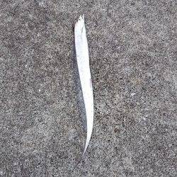 ポーアイ沖堤　タチウオ好調