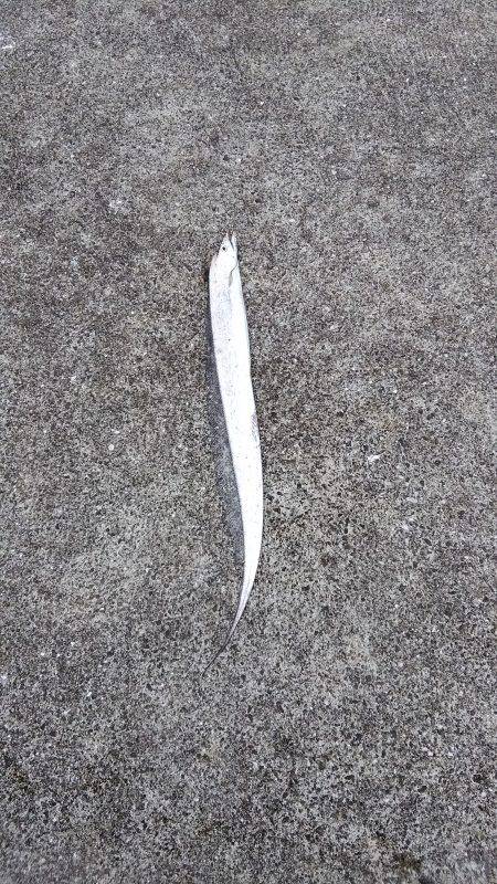 ポーアイ沖堤　タチウオ好調