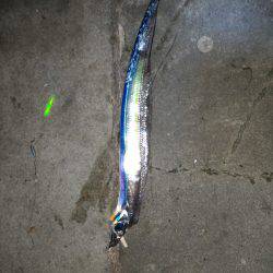 しぶい・・・太刀魚