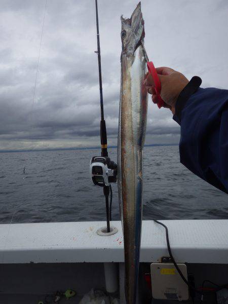 釣船：釣人家にて船太刀魚　