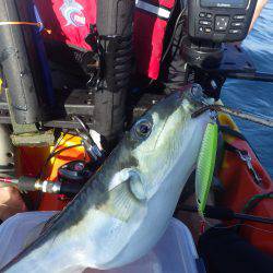 カヤックフィッシング　五目釣り