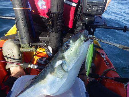 カヤックフィッシング　五目釣り