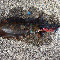 アオリイカ連発！