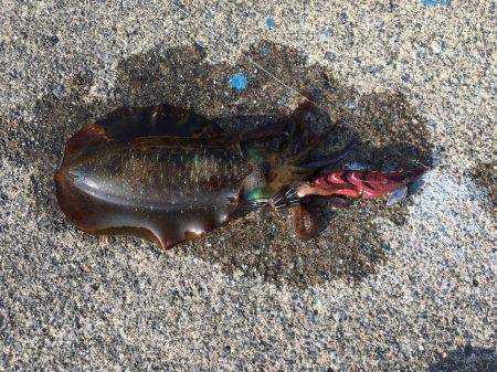 アオリイカ連発！