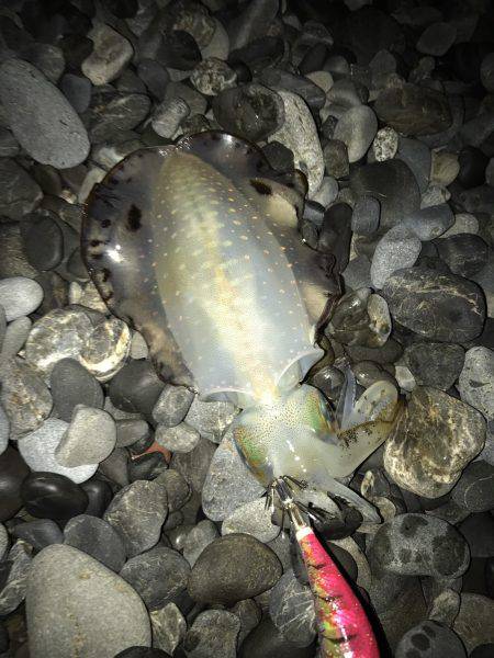 石津浜　アオリイカエギングで好調