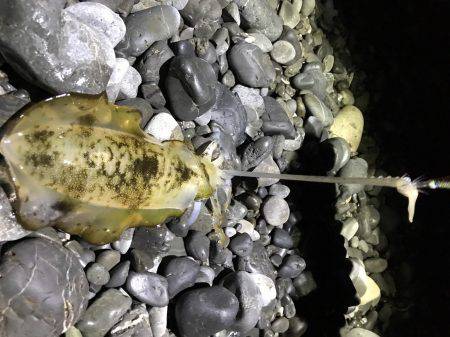 石津浜でも湾内でもアオリイカ好調