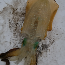 今シーズン初エギング