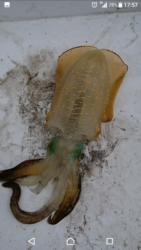 今シーズン初エギング