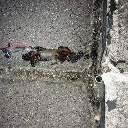 ケンサキイカとカマス