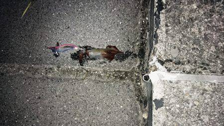 ケンサキイカとカマス