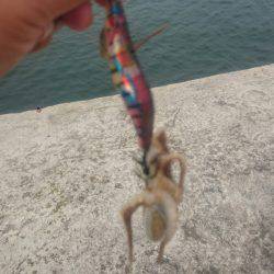 秋のエギング調査