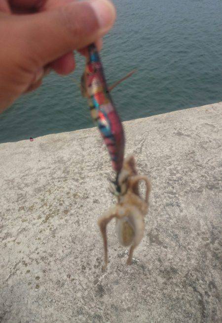 秋のエギング調査