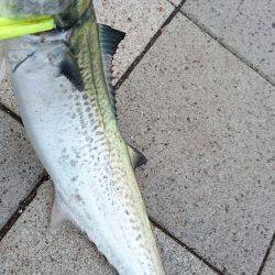 祭り…ではないな