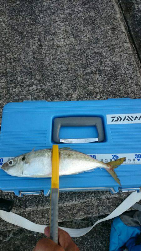 サワラとマルアジ