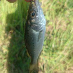 シーバス河北潟デイゲーム