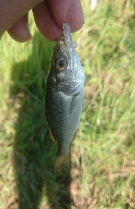 シーバス河北潟デイゲーム