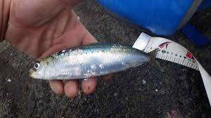 マイワシけっこう釣れます