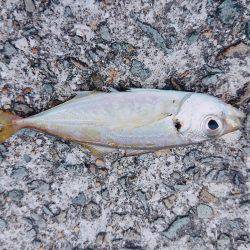 アジング&エギング