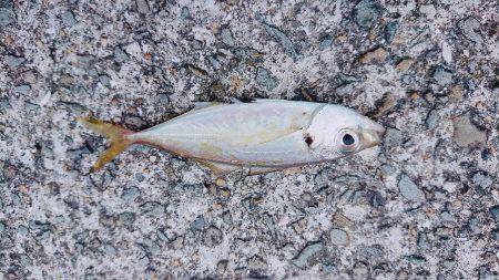 アジング&エギング