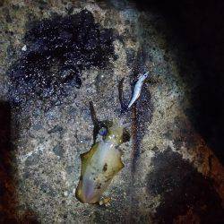 トンカツも釣れたけど まだ小型多し。