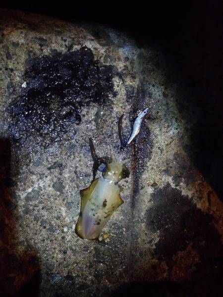 トンカツも釣れたけど まだ小型多し。