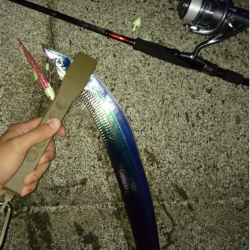 水軒テトラでタチウオ