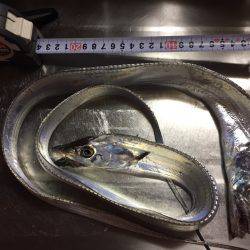 太刀魚アオリ２本立て