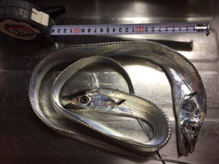 太刀魚アオリ２本立て