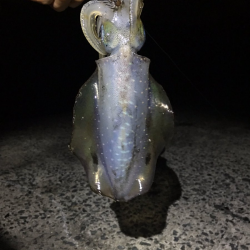 小さいながらも数釣れて楽しめたかな。