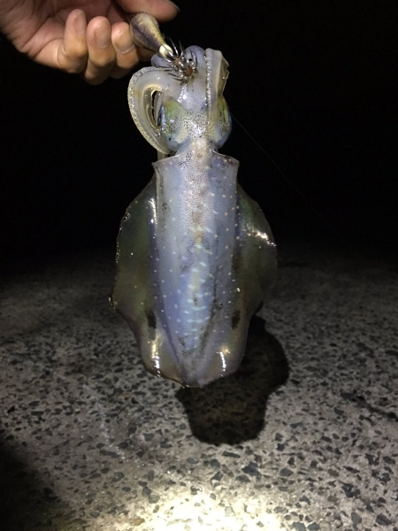 小さいながらも数釣れて楽しめたかな。