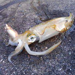 越前海岸でエギング