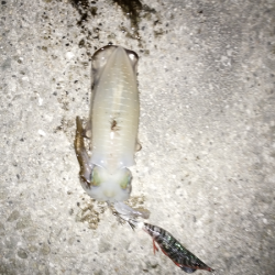 新子も成長しています