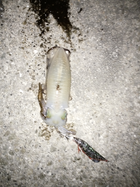 新子も成長しています